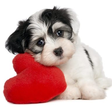 Kleiner, süßer Welpe mit einem roten Herzchen-Spielzeug.
