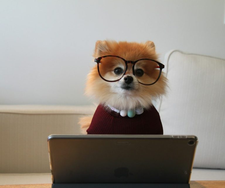 Pomeranian mit Brille und Pullover, sitzt vor einem Tablet.