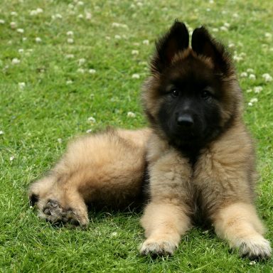 Ein niedlicher Malinois-Welpe liegt entspannt auf grünem Gras.