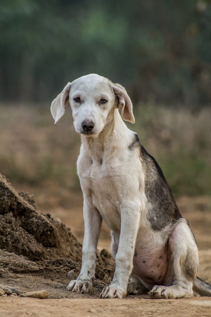 Ein sitzender, abgemagerter Hund mit kurzen Haaren in einer natürlichen Umgebung.